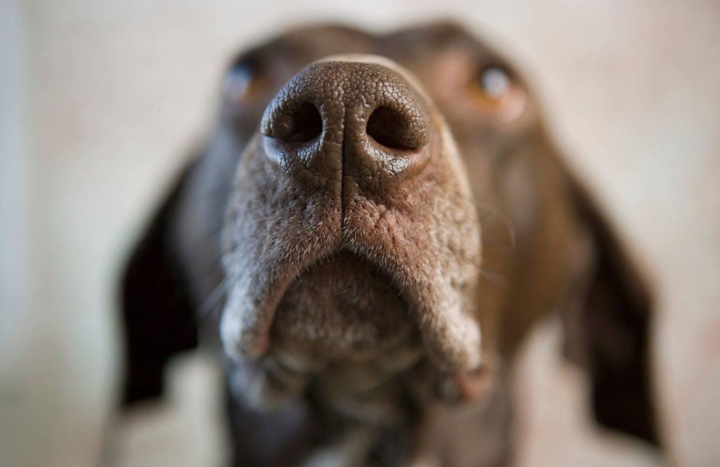 “Fido was here too!”
