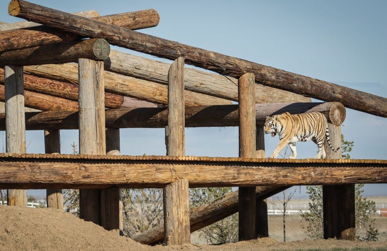 People were obsessed with Tiger King