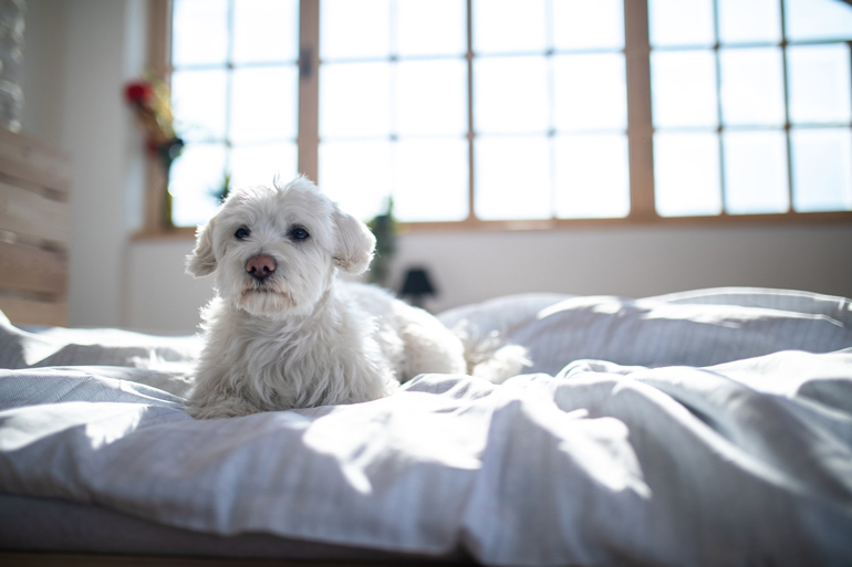 Maltese