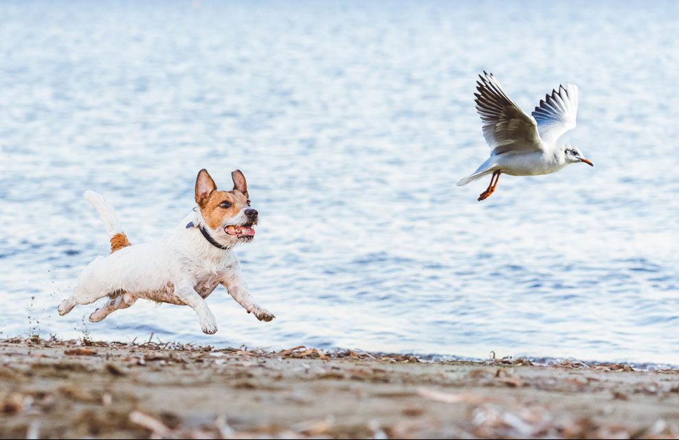 “Does that bird want to play tag?”