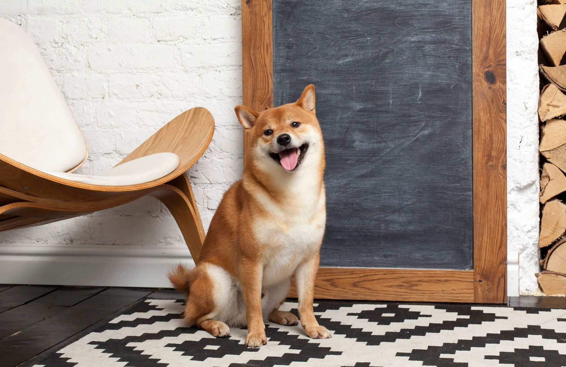 Shiba Inu