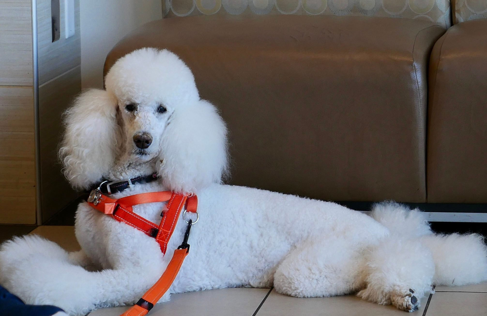Standard poodle