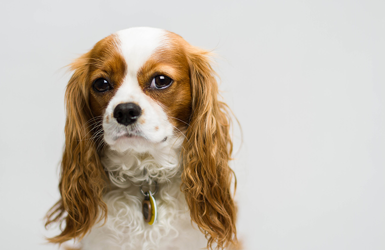 Cavalier King Charles Spaniel