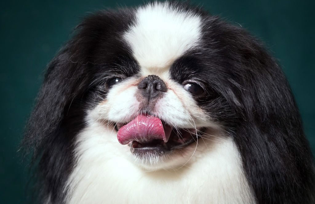 Japanese Chin