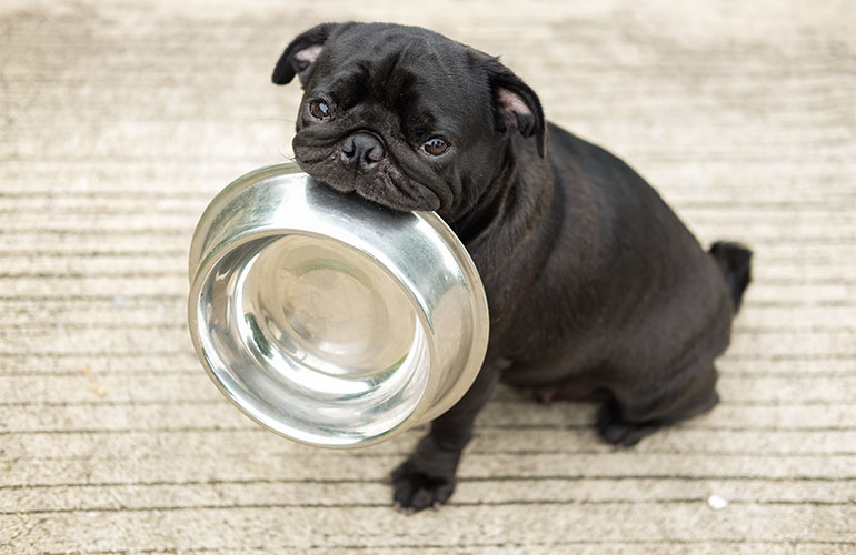 Do not overfeed your dog