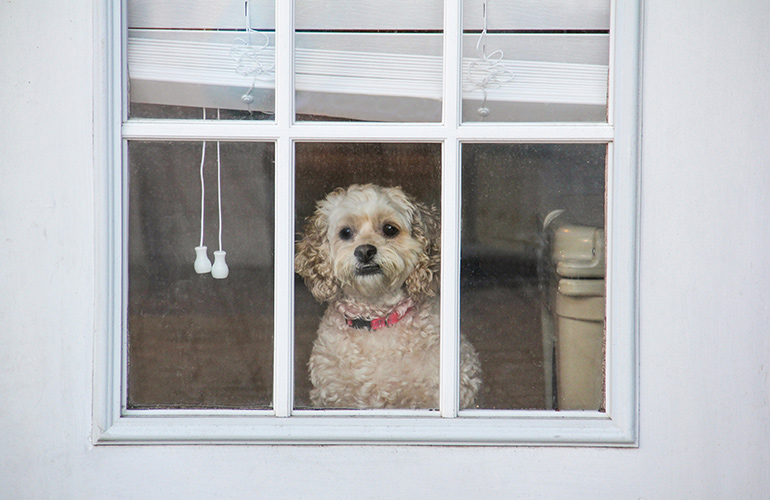 “Has it been 10 minutes or 10 days since my human left?”