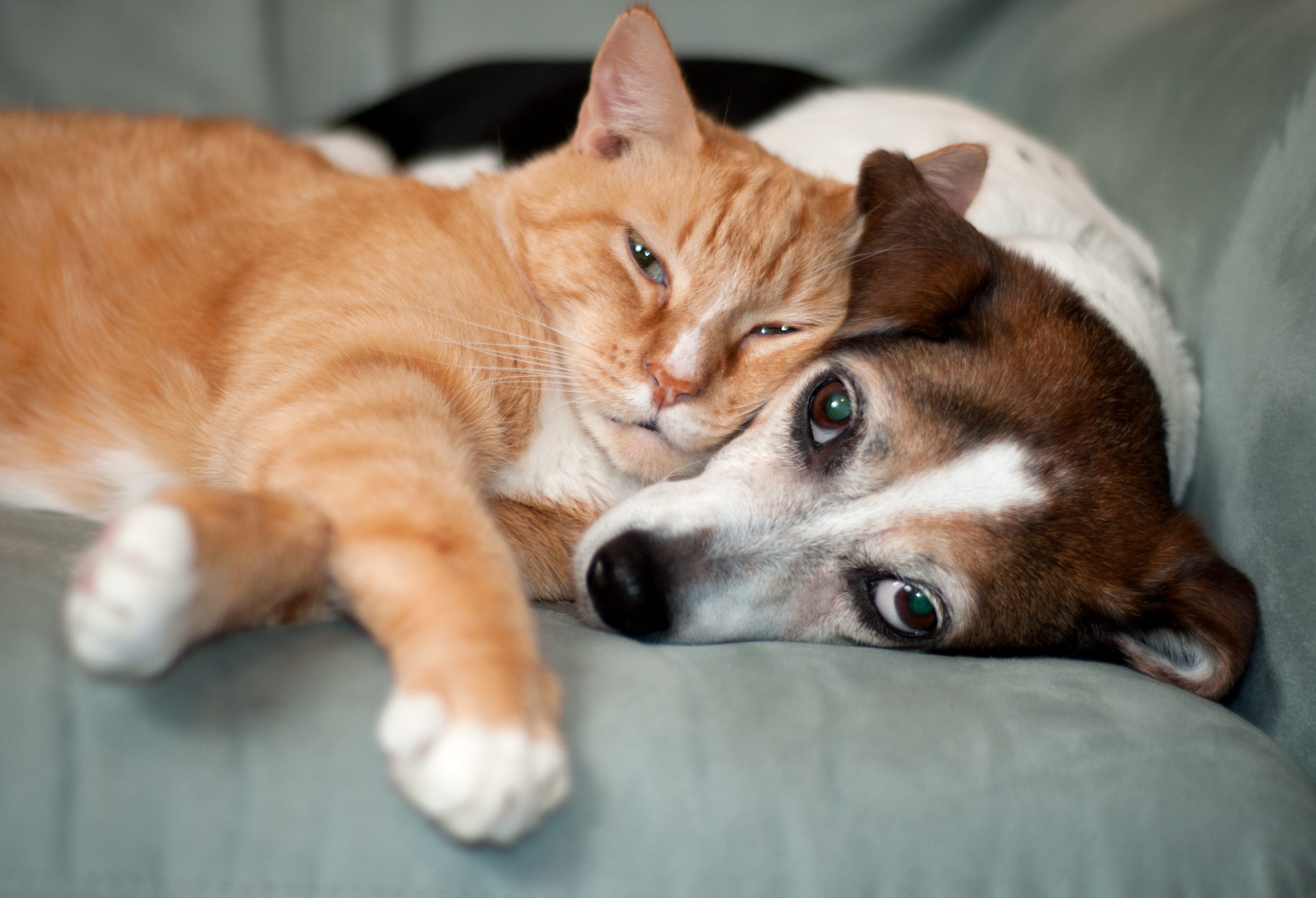 Puppy (and kitty) love
