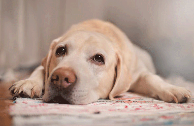 The “smell” centre of a dog’s brain is 40 times larger than yours