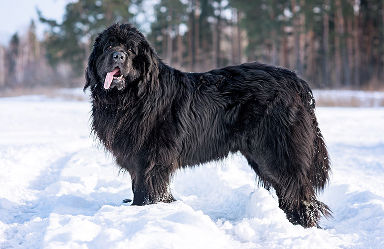 Newfoundland