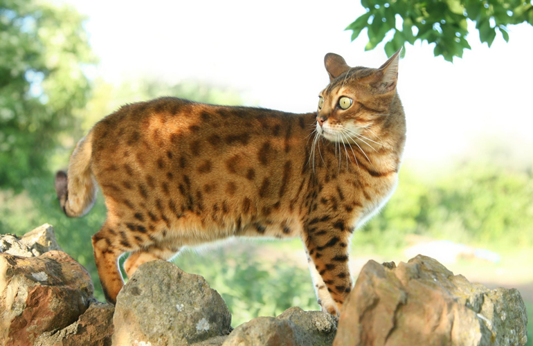 Bengal