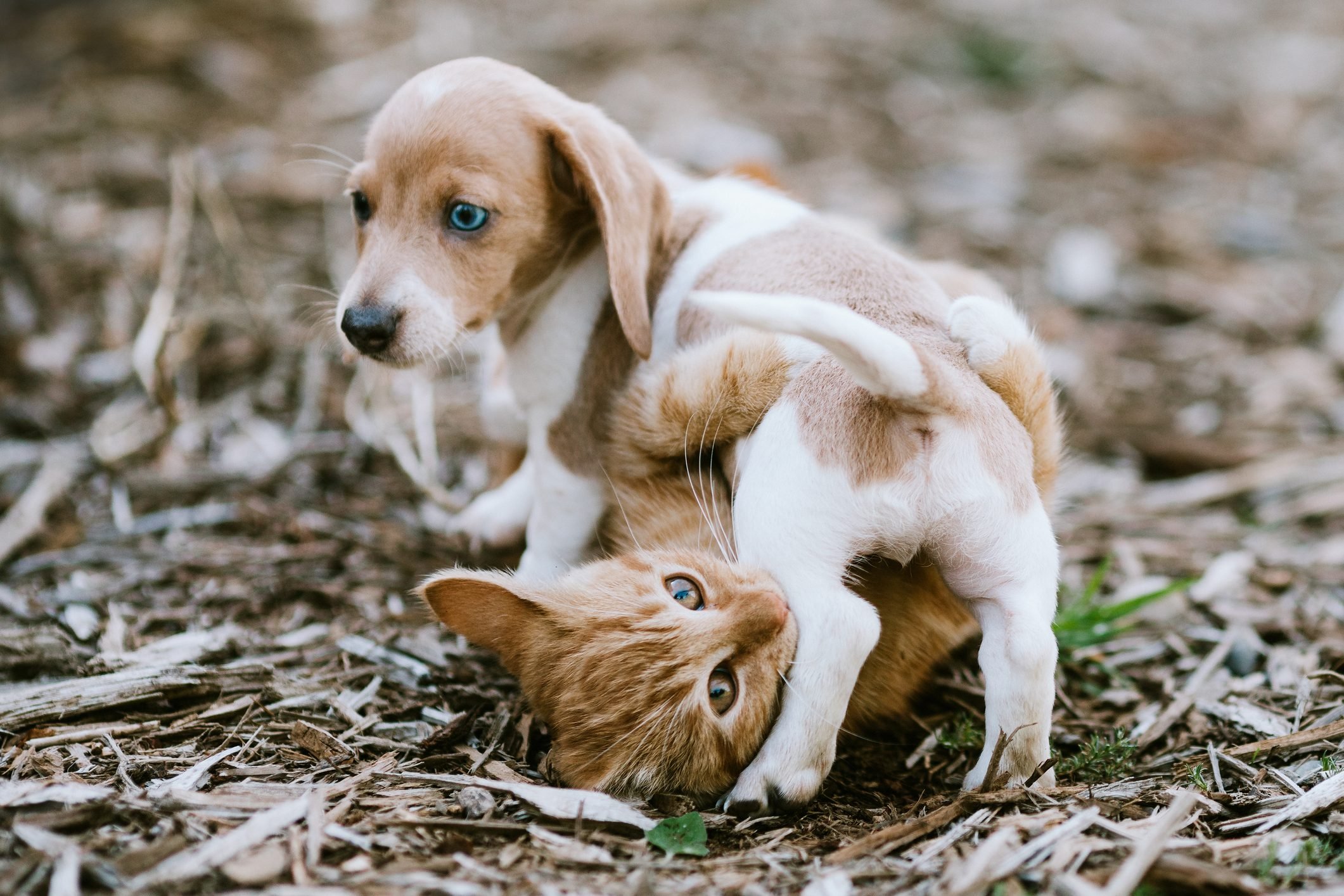 These adorable playmates