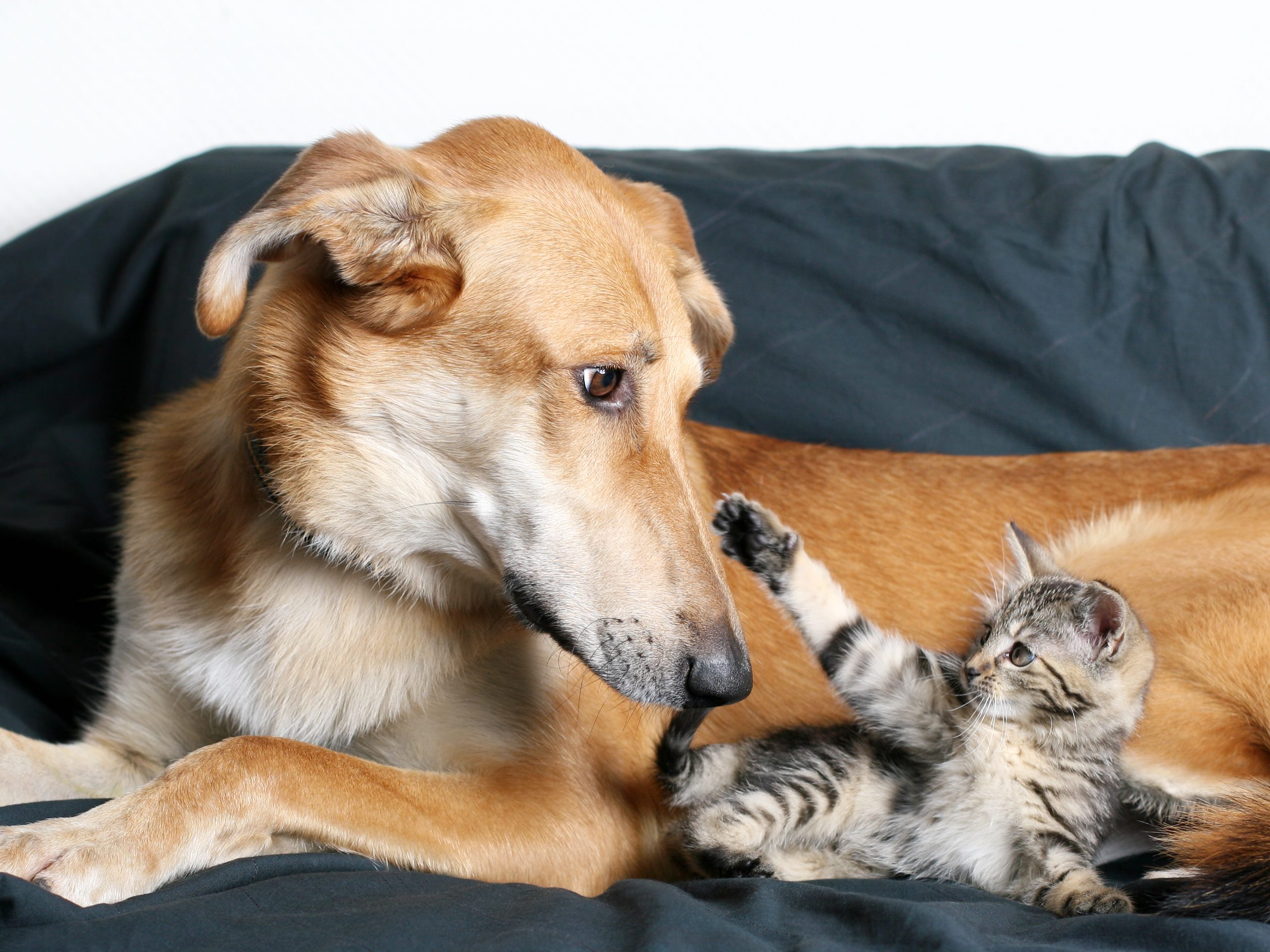 This tiny kitten with her larger friend