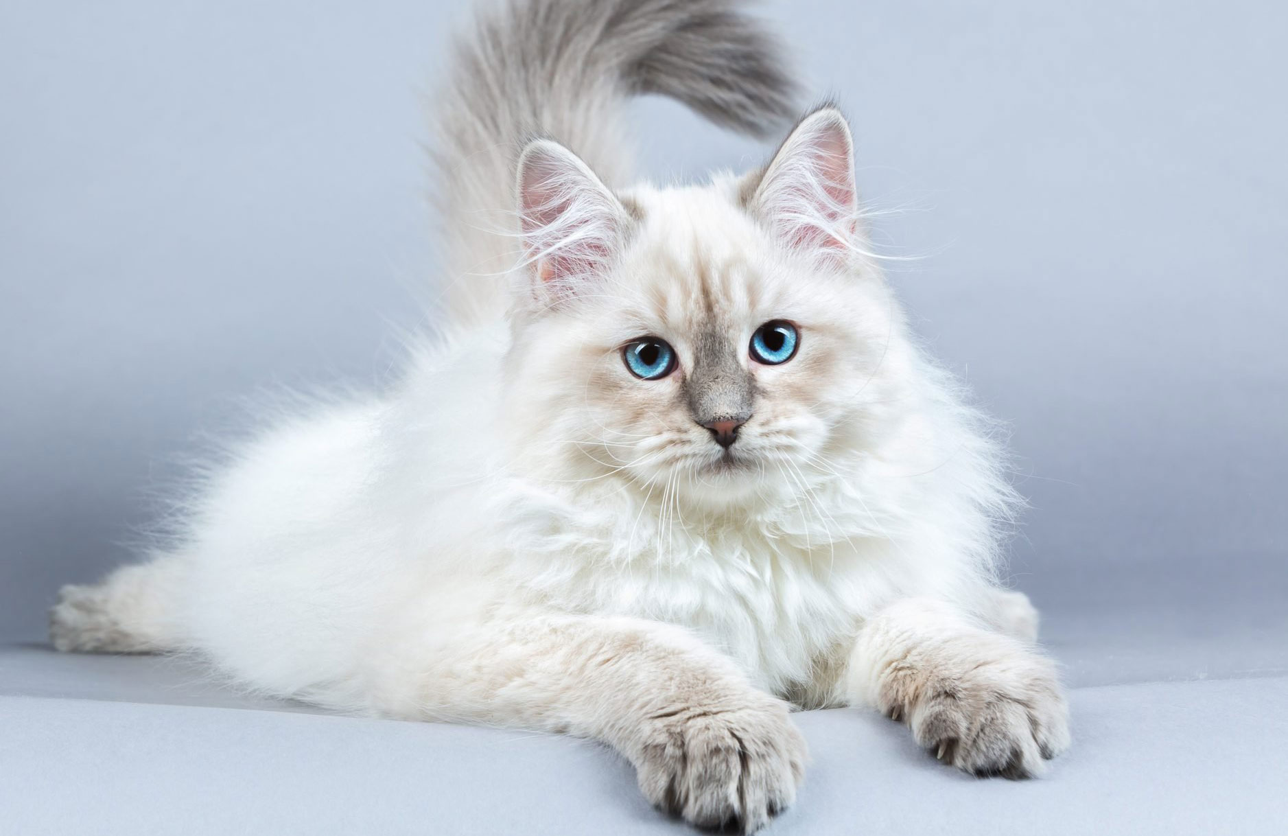 Siberian