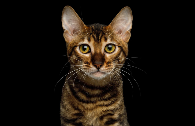Toyger