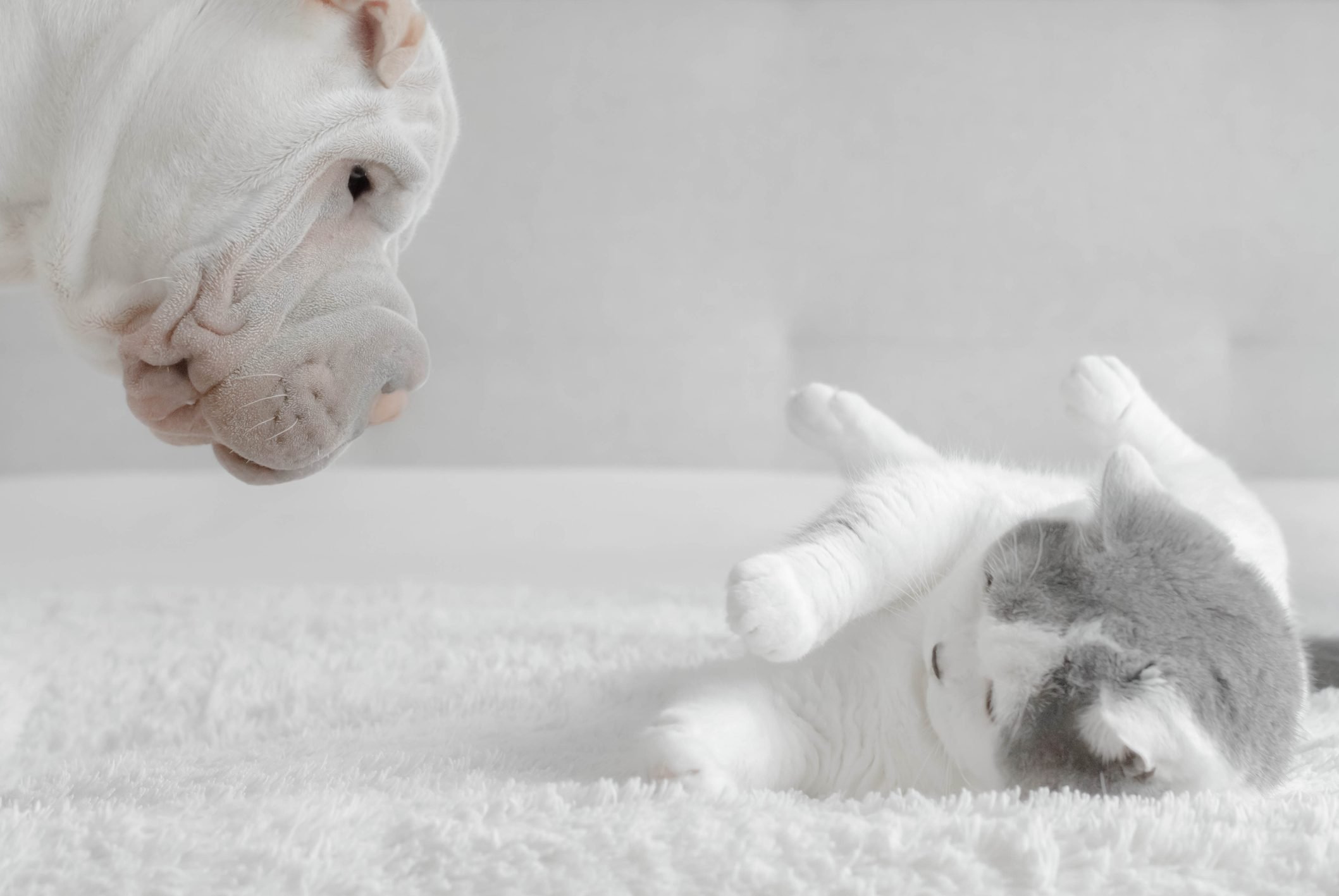 This bulldog watching over his tiny friend