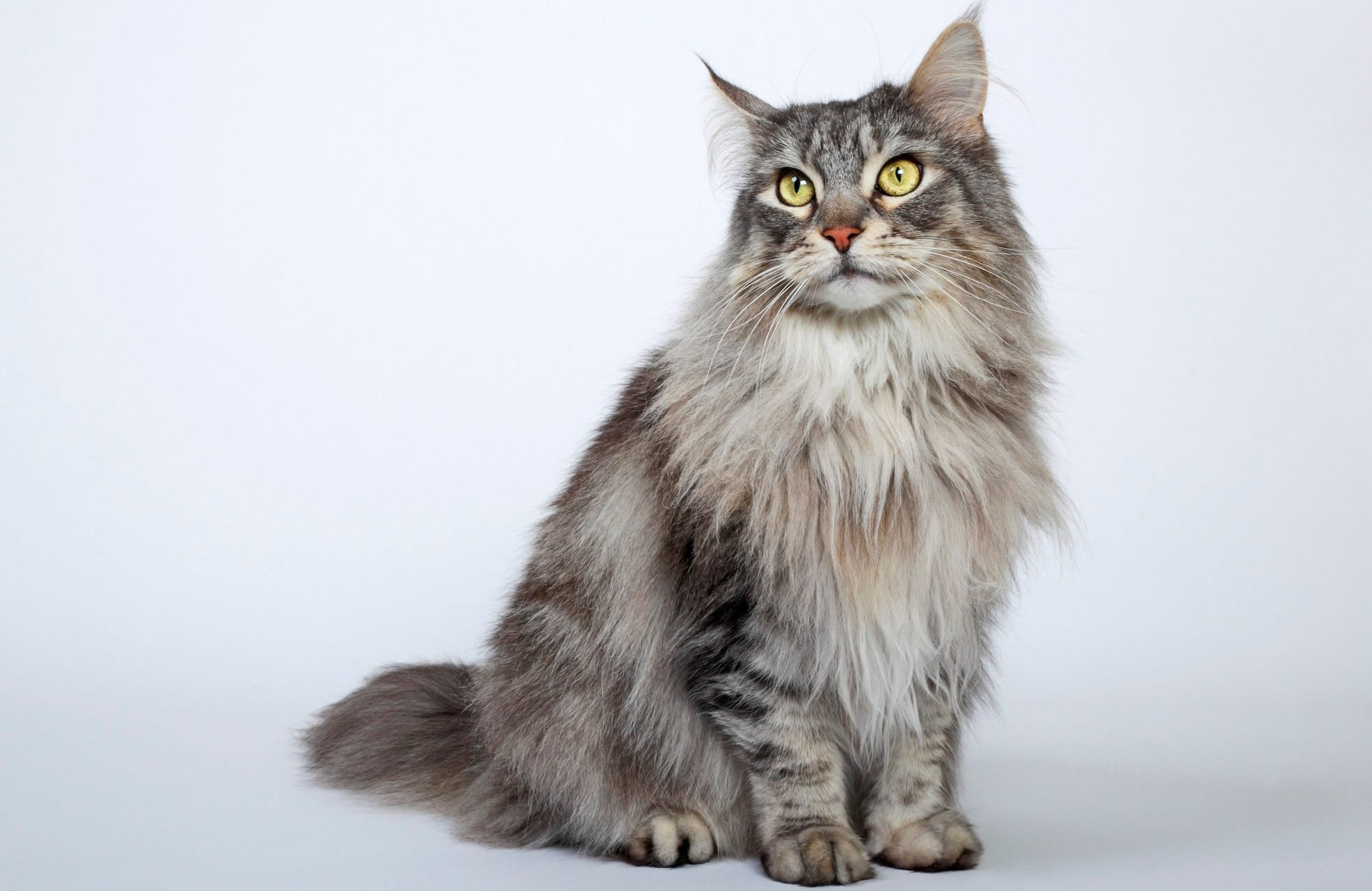 Maine Coon