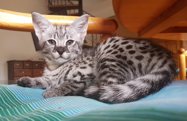 Savannah