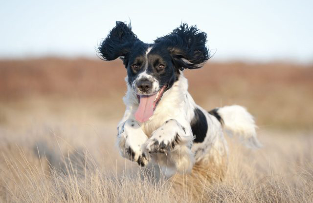 Spaniel