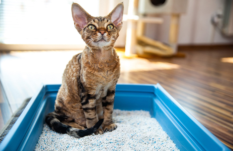 Devon Rex