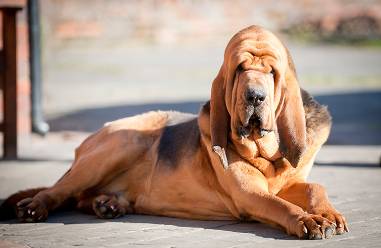 Bloodhound