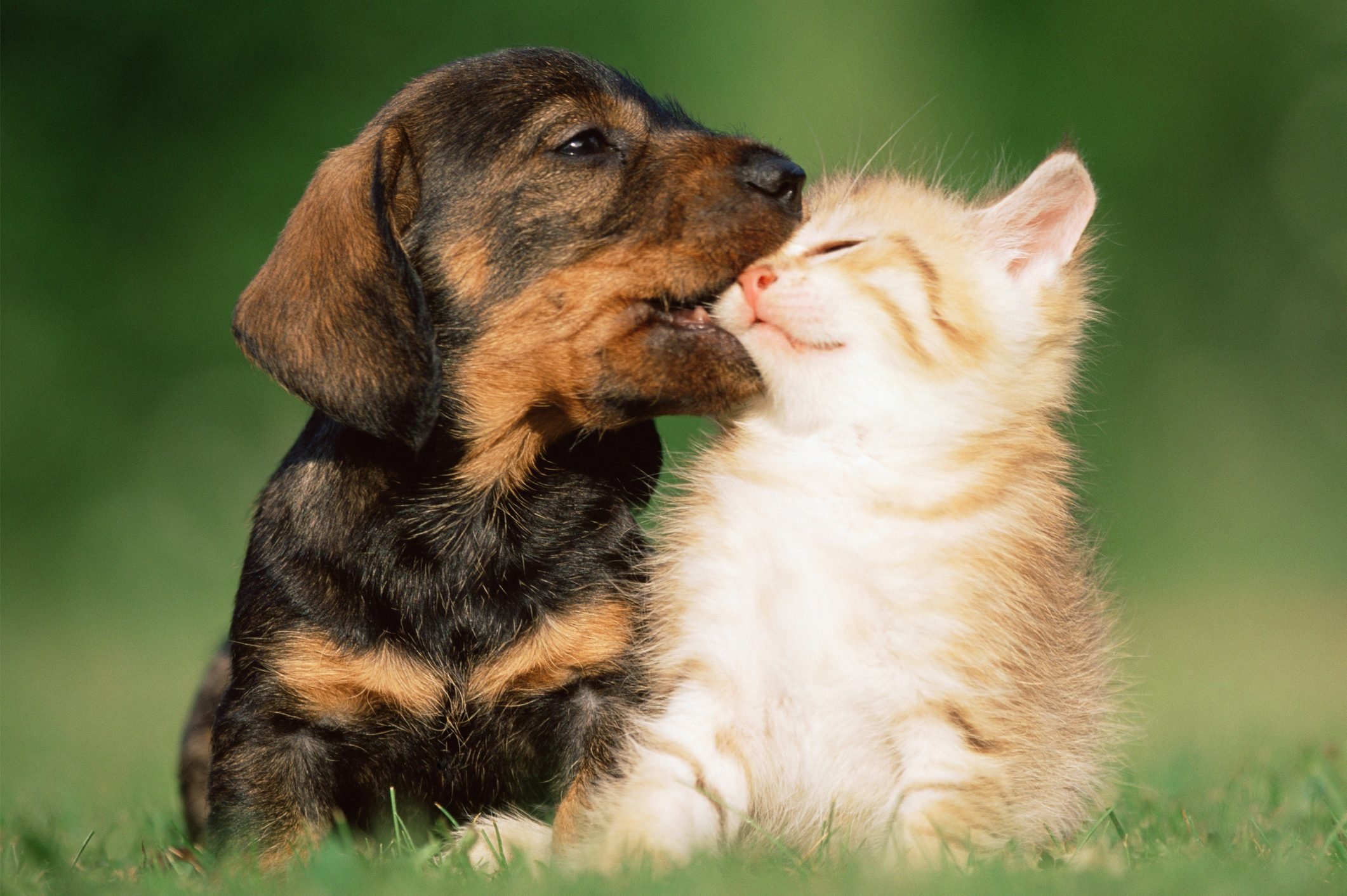 30 Sweet Photos That Prove Cats And Dogs Can Be Best Friends Reader s 