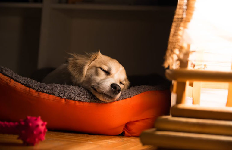 Dogs dream like people