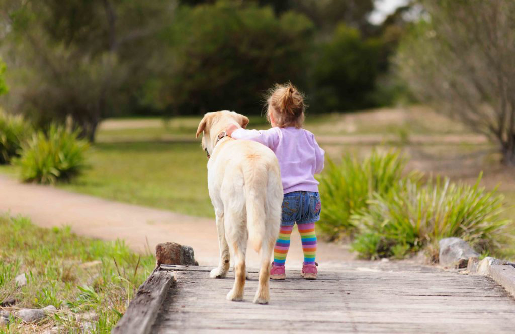 Dogs are as smart as a two-year-old baby