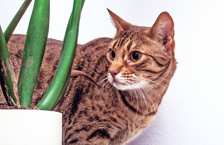 Ocicat