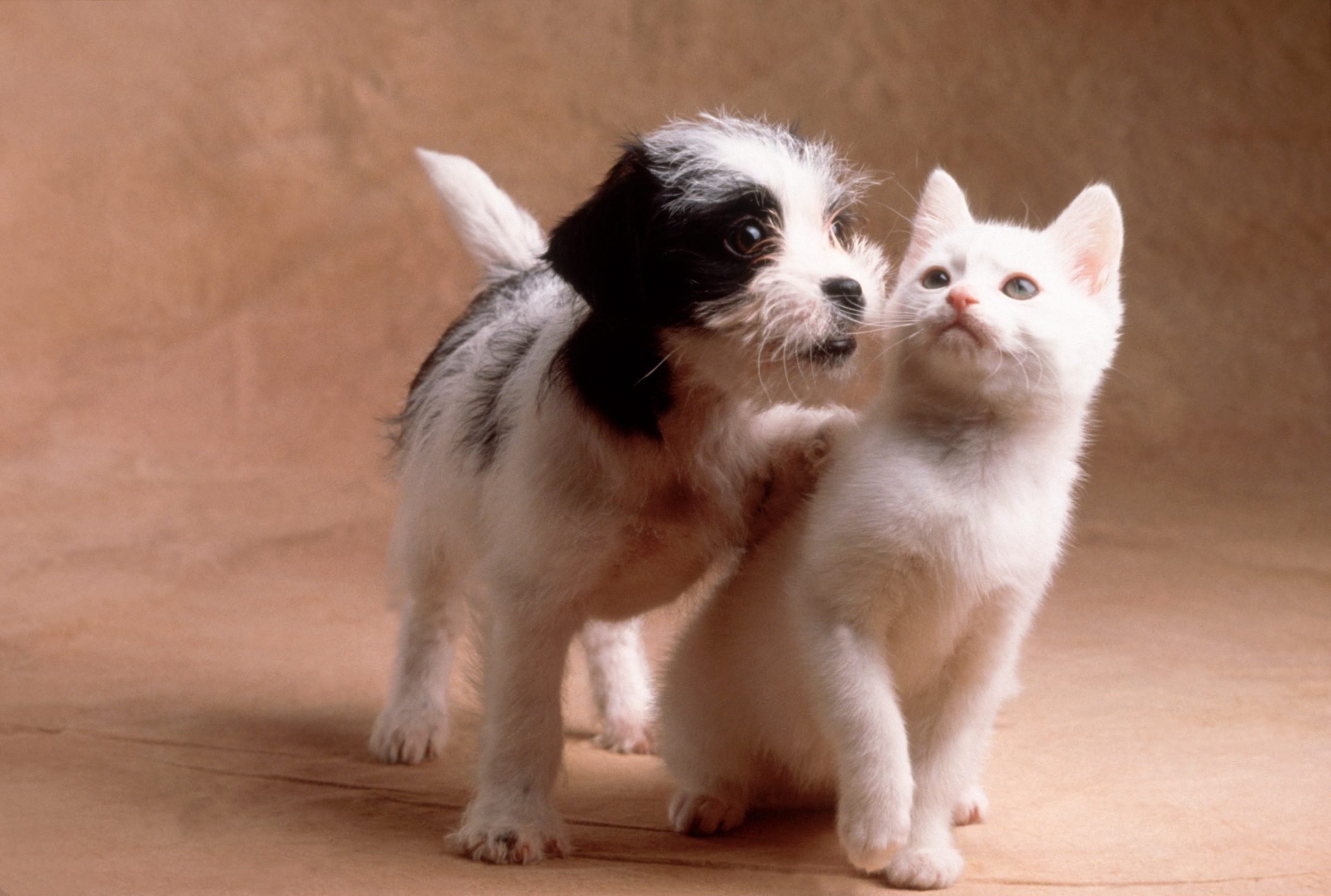 These tiny best friends