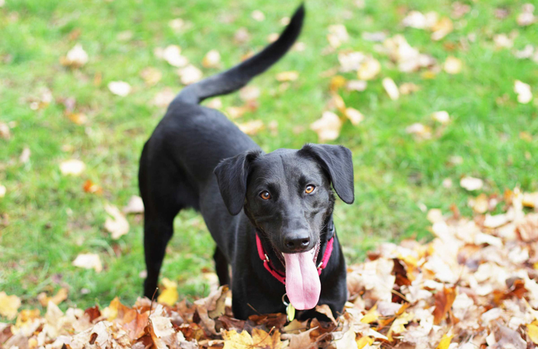 Tail wagging has its own language