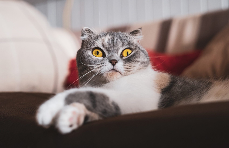 Scottish Fold