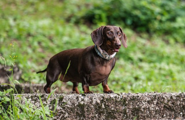 Dachshund