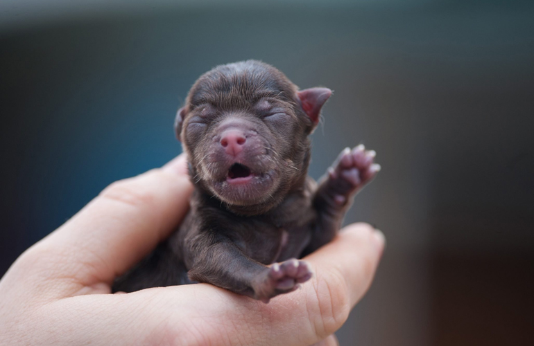Puppies are born blind and deaf