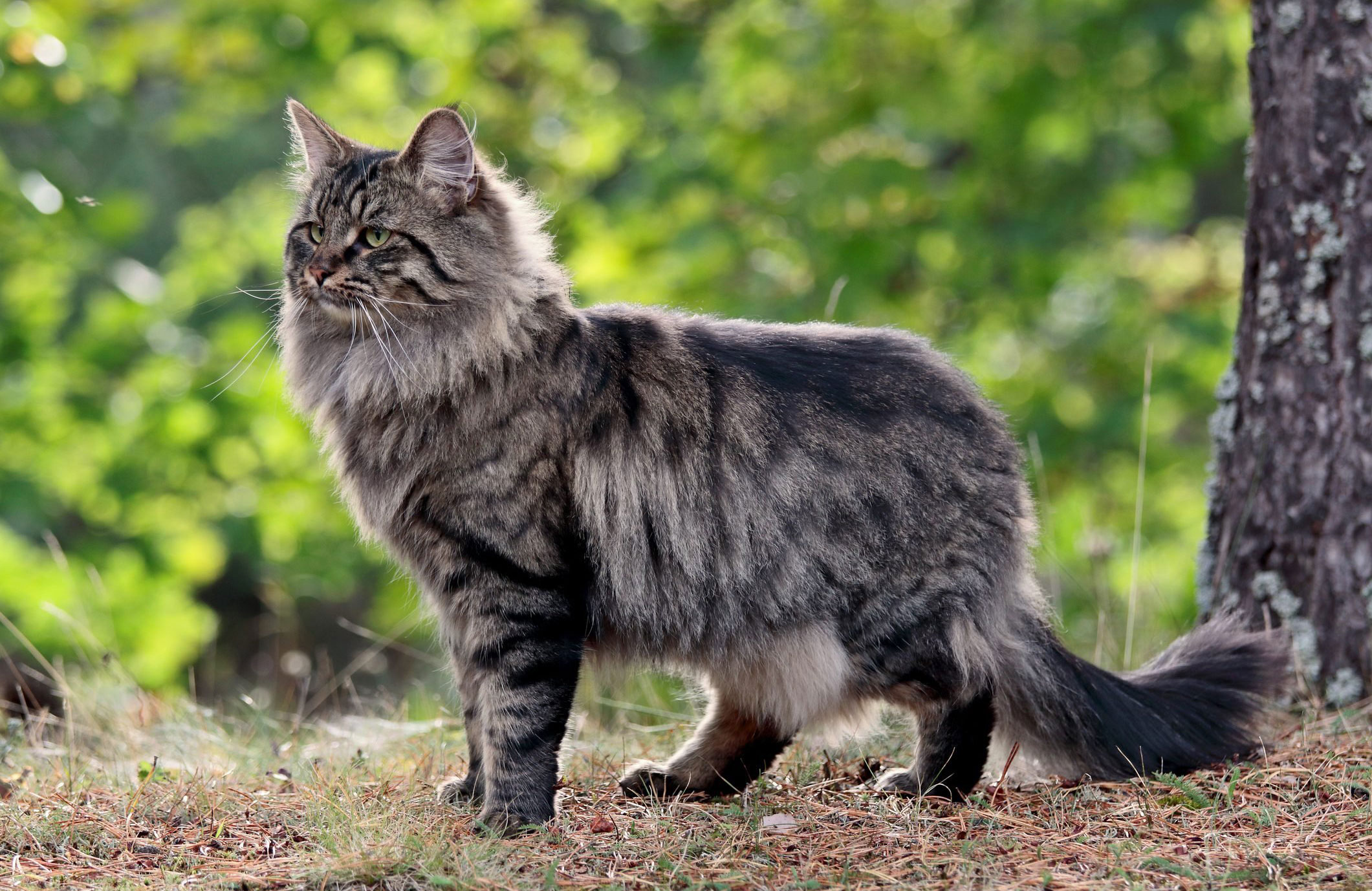 Norwegian Forest Cat