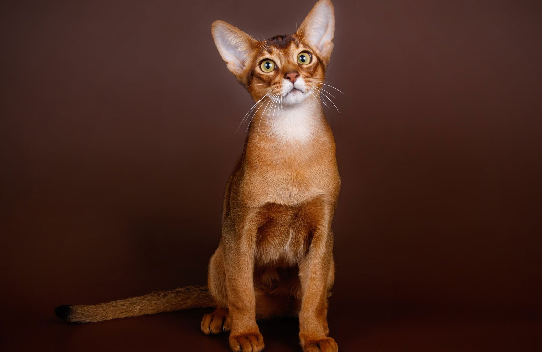 Abyssinian