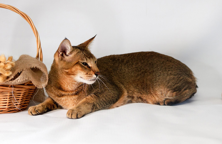 Chausie