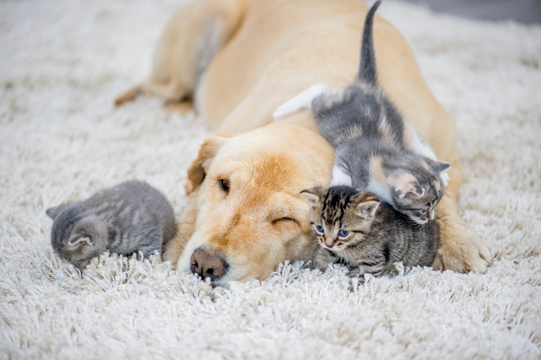 This Labrador playing with his adopted kittens