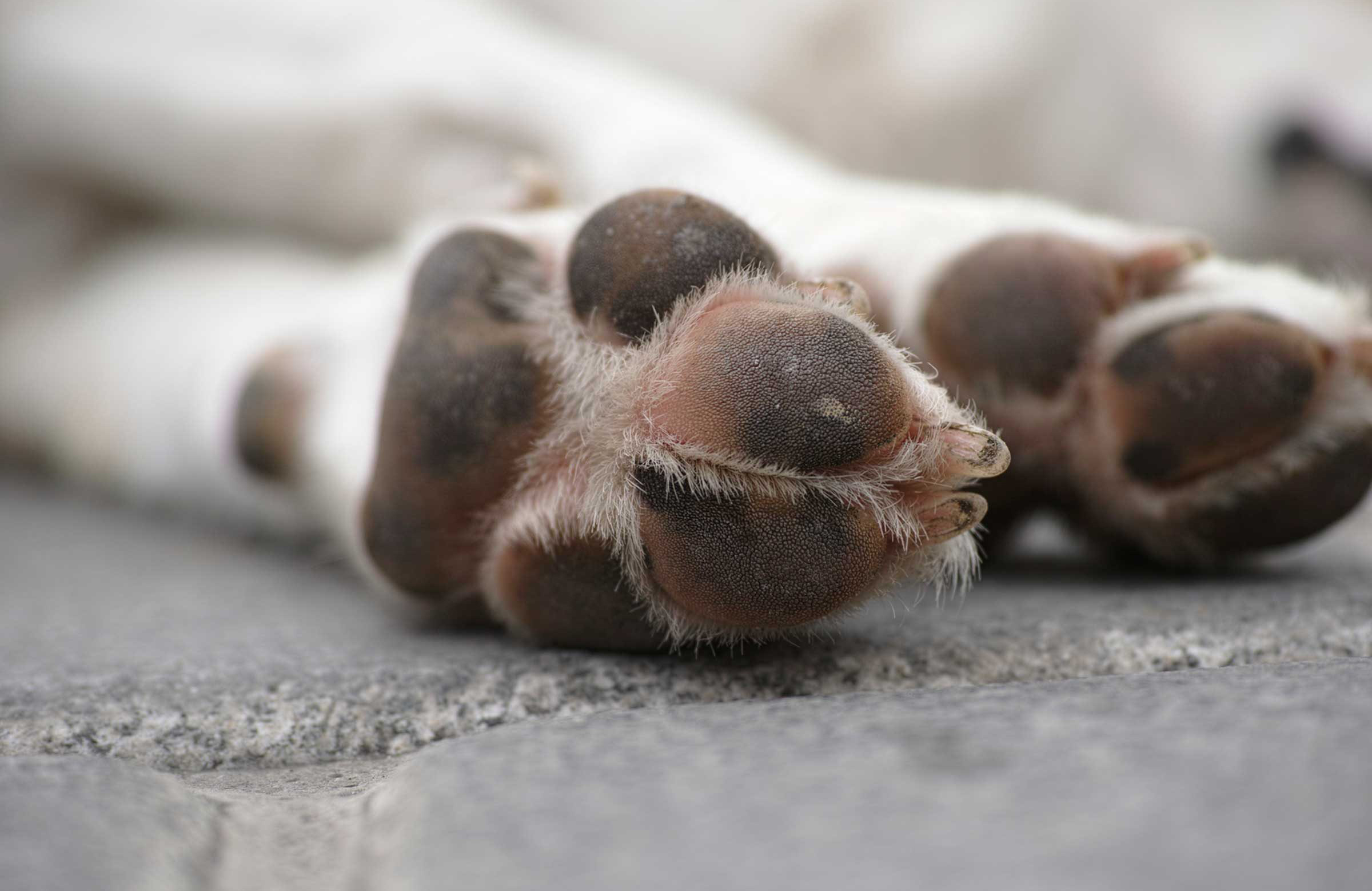 Dogs only have sweat glands in their paws