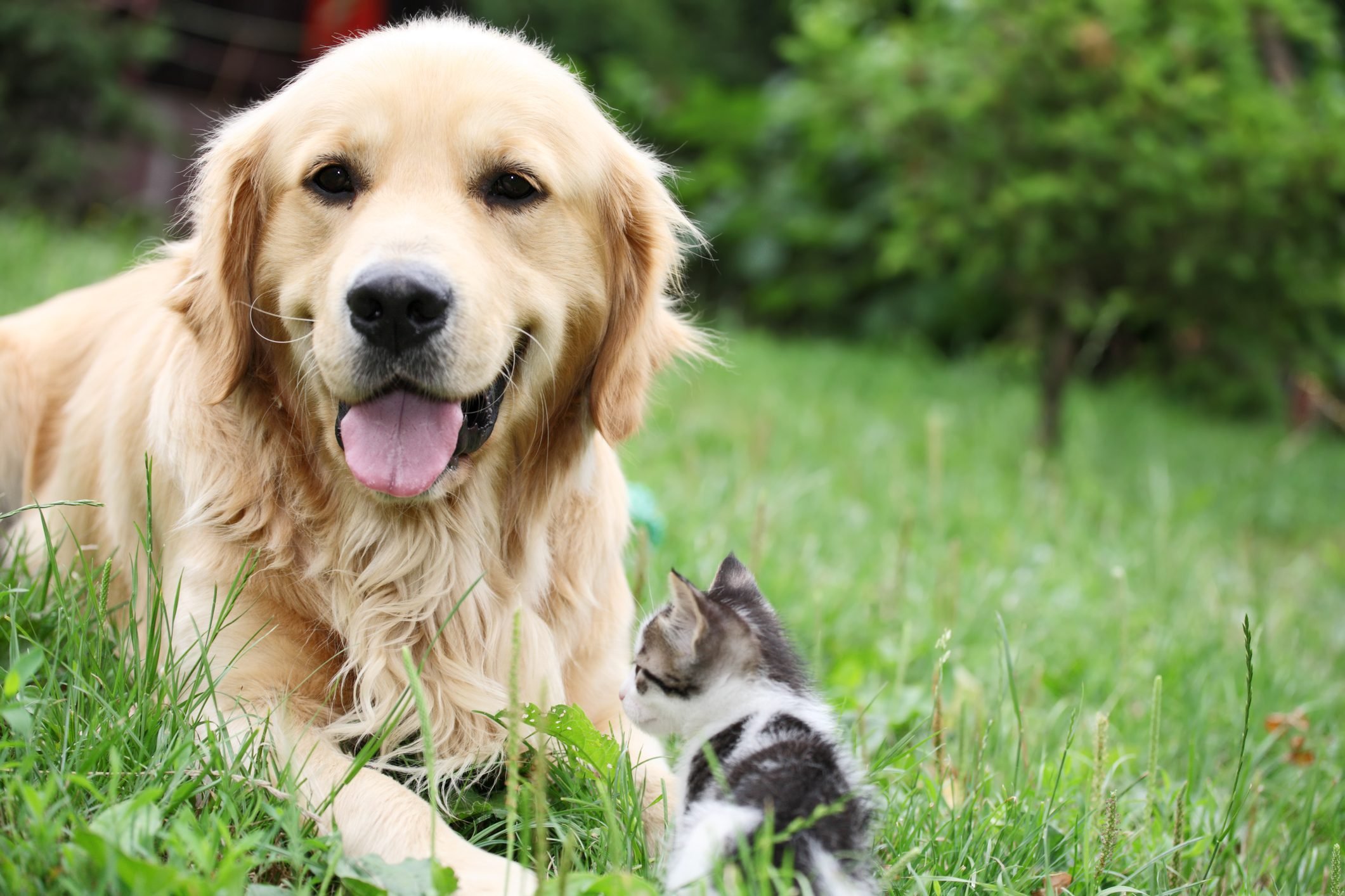 This fluffy Golden Retriever with his tiny friend