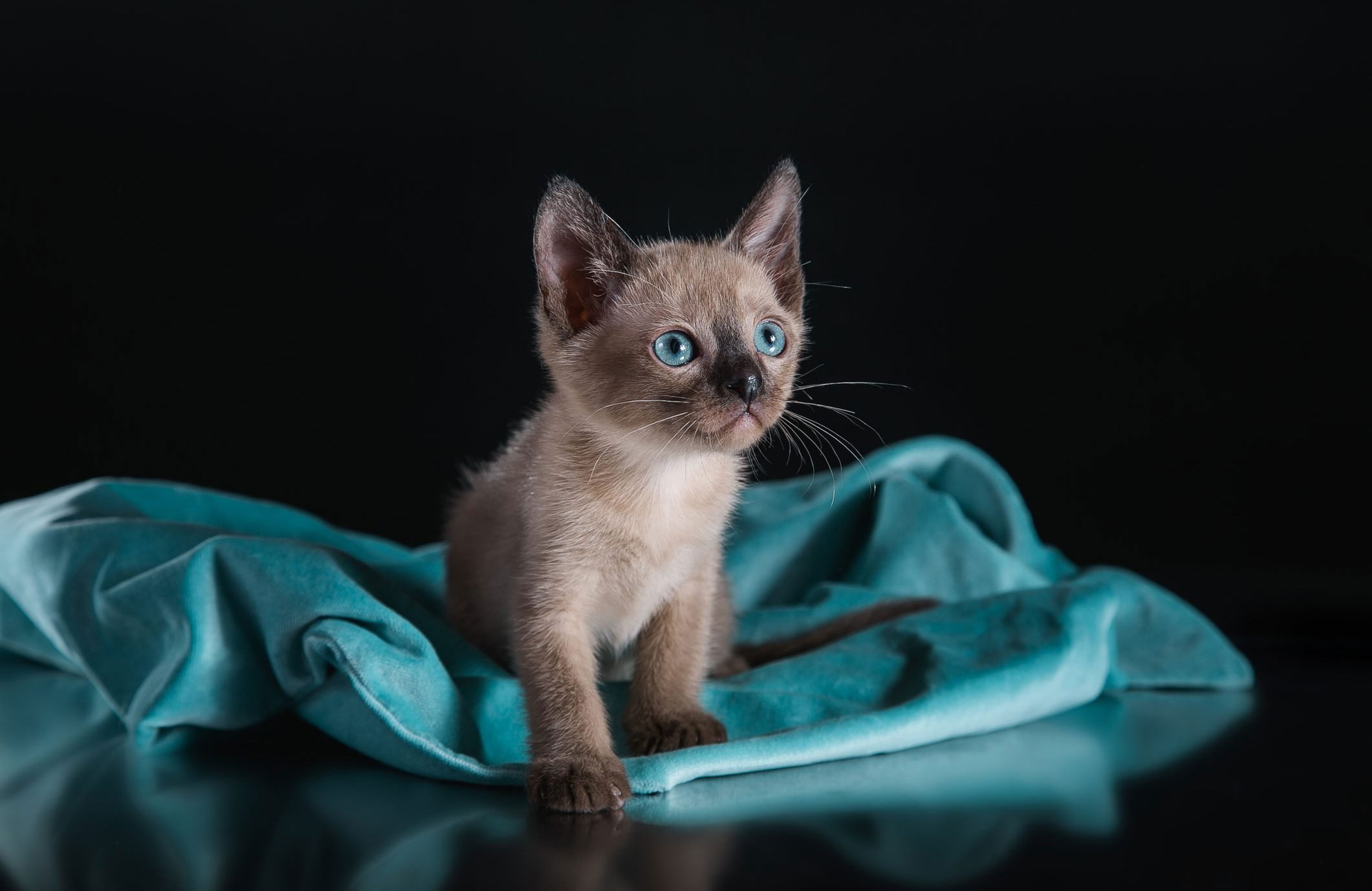 Tonkinese