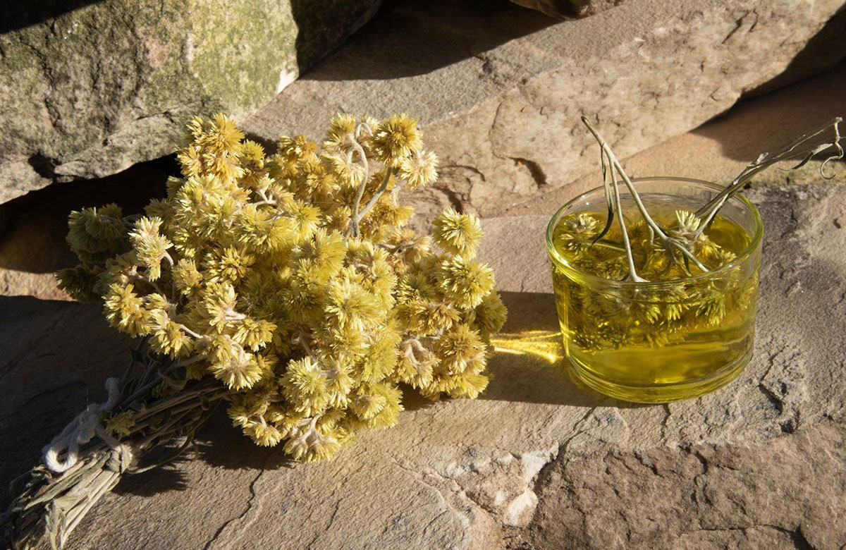 Macela soothes cough (Brazil)