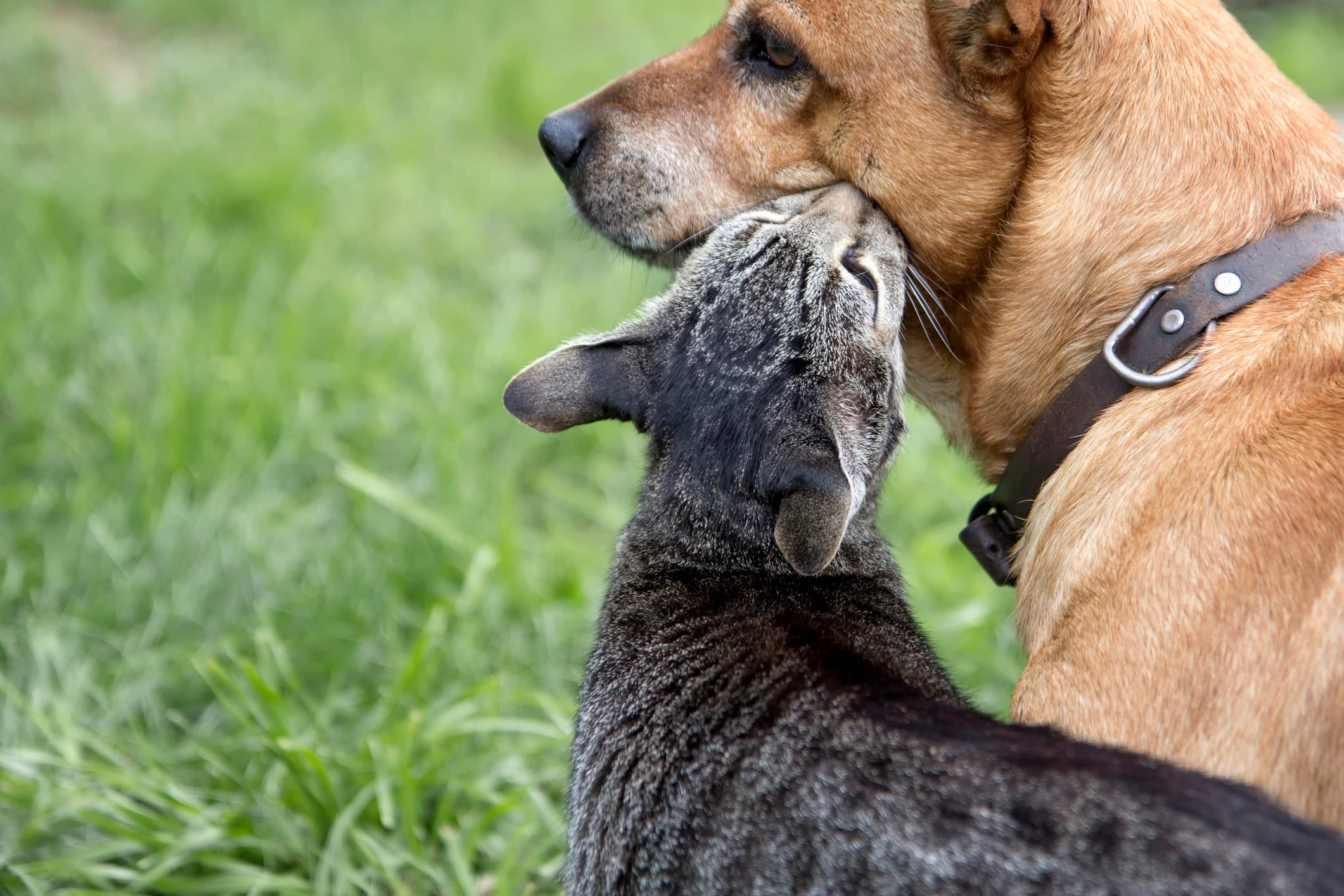 This cat giving her a kiss
