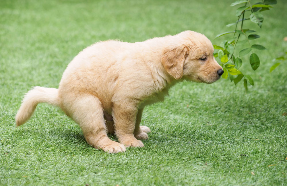 Dogs pooping has a pattern