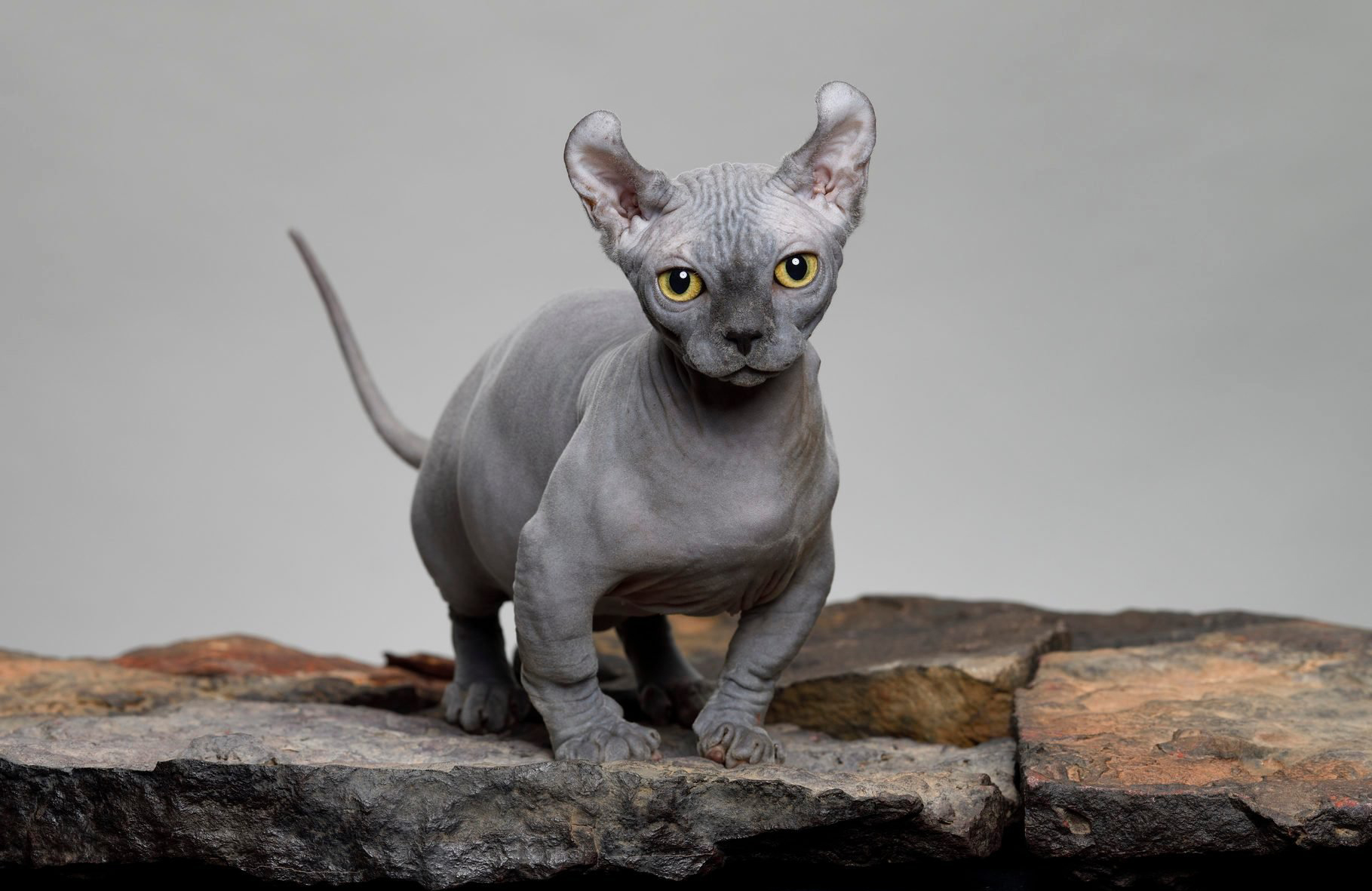 Dwelf Cat