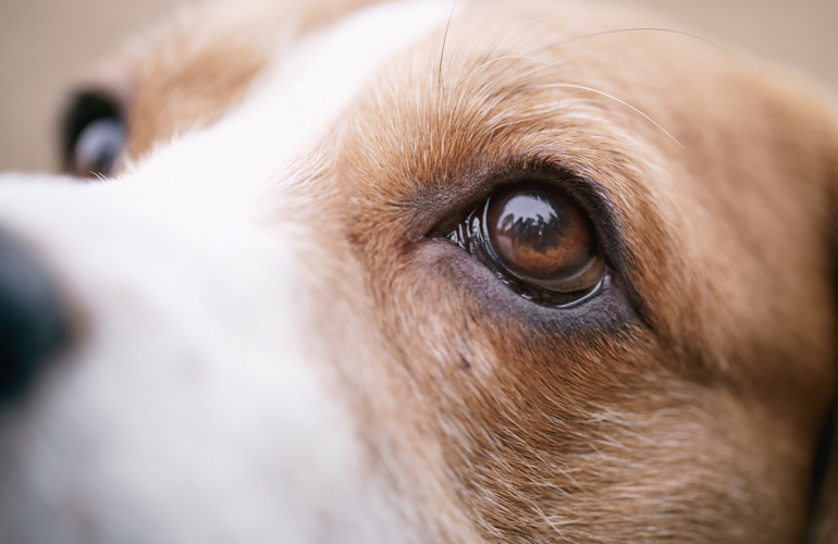 Dogs aren’t actually colour-blind