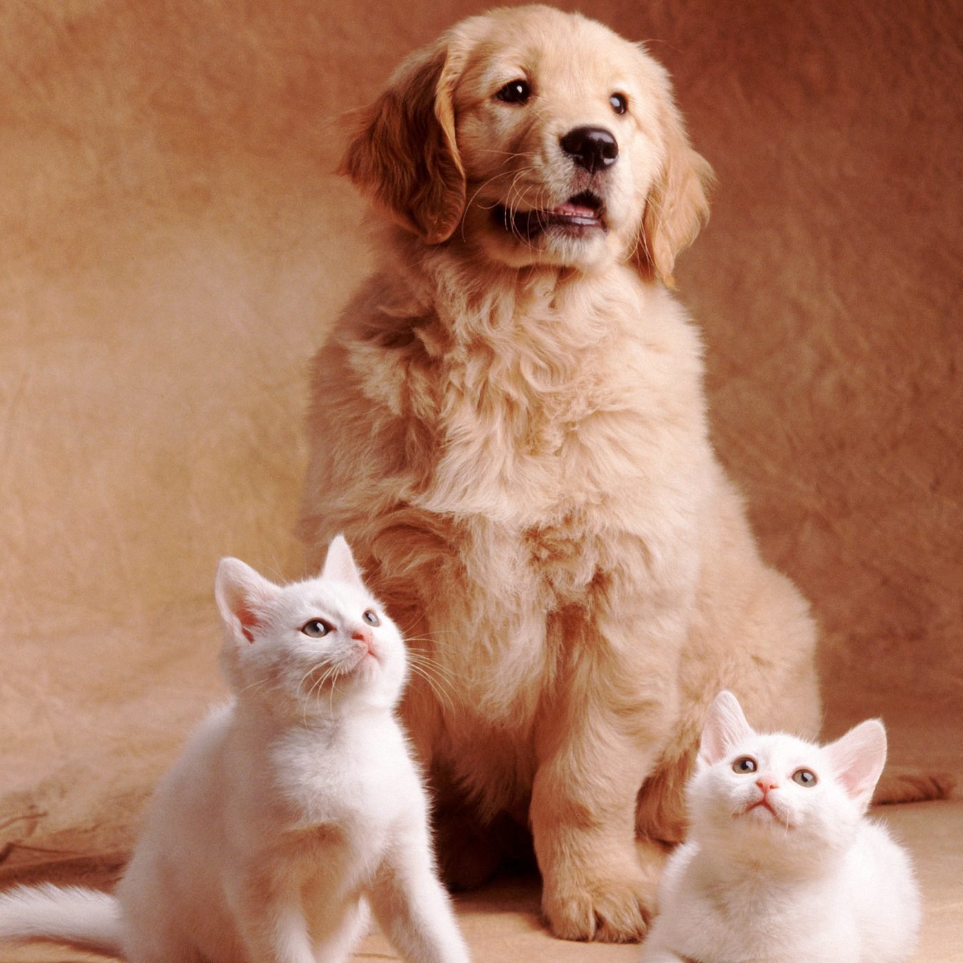 This adorable trio
