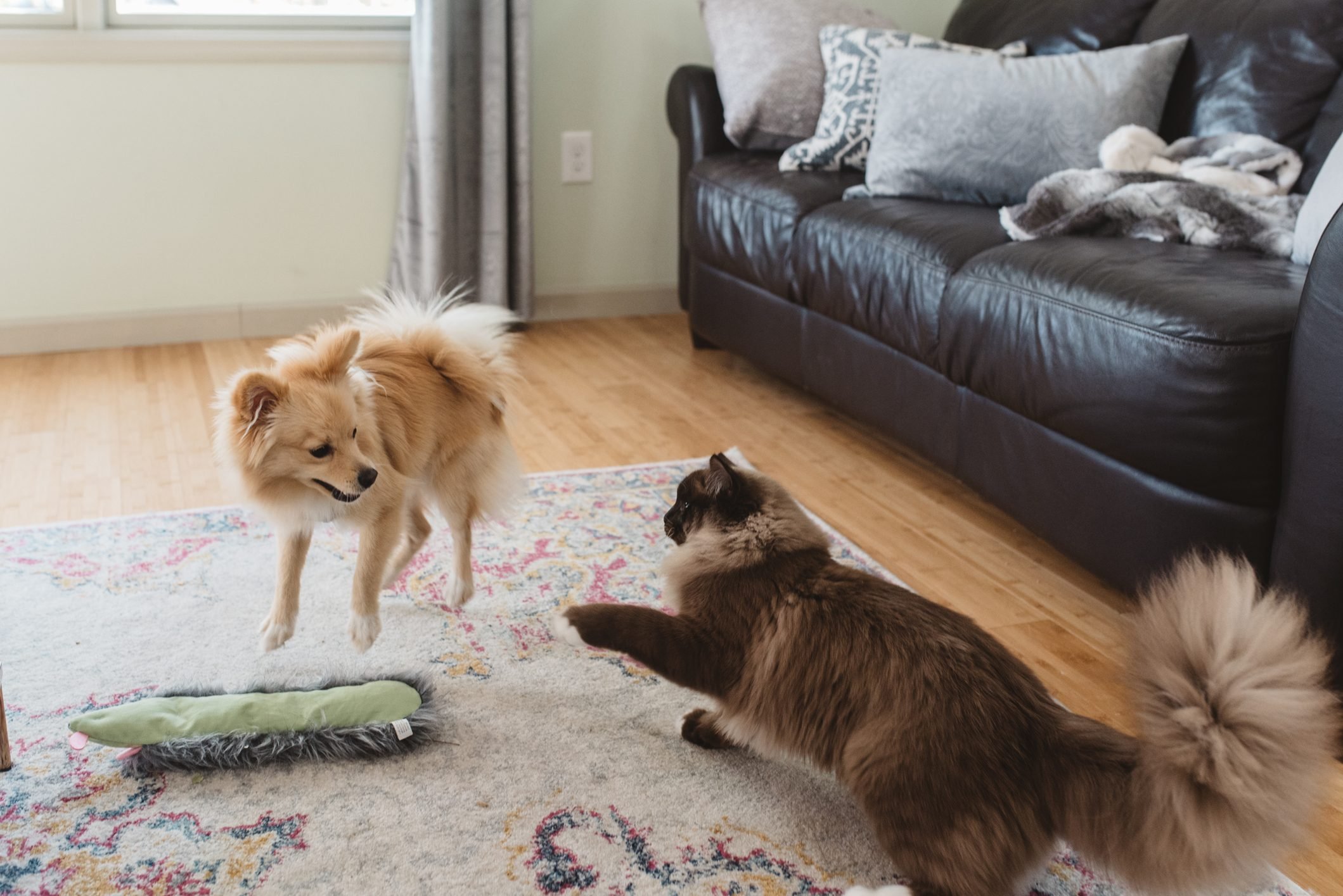These adorable little guys lost in play