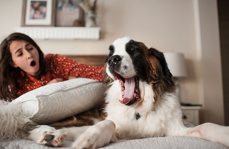 A dog’s yawn is not quite the same as a human’s yawn