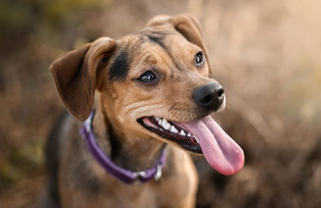 Mixed breed