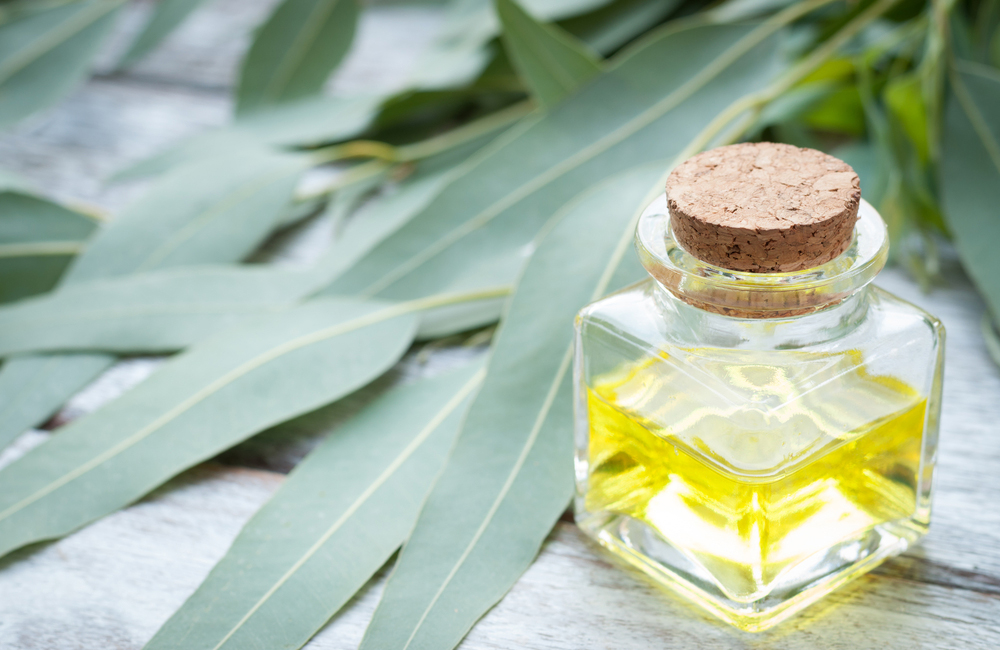 Eucalyptus clears sinuses (Australia)